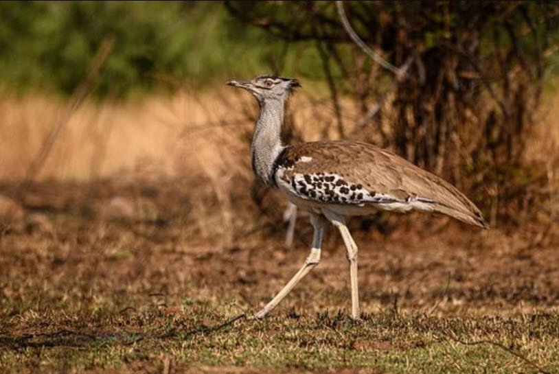 Shergarh Wildlife Sanctuary